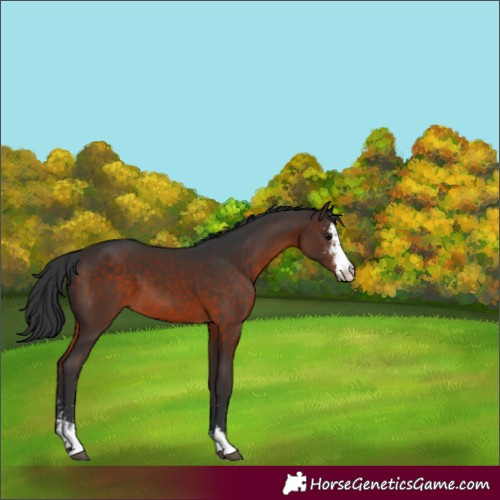 Horse Color:Brown Sabino