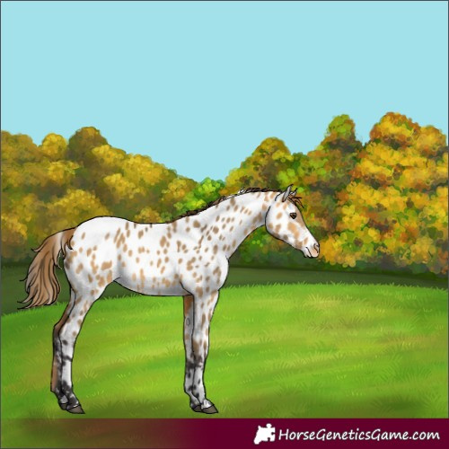 Horse Color:Buckskin Dun Near Leopard