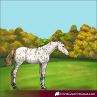 Horse Color:Buckskin Dun Near Leopard 