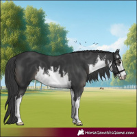 Horse Color:White Spotted Black 