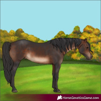 Horse Color:White Spotted Brown 