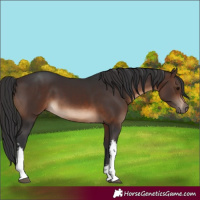 Horse Color:White Spotted Brown 