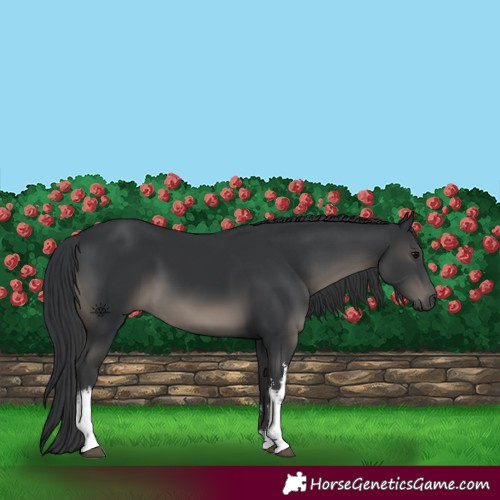 Horse Color:White Spotted Black 
