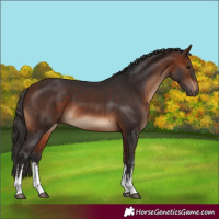 Horse Color:White Spotted Bay