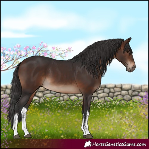 Horse Color:White Spotted Brown