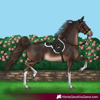 Horse Color:White Spotted Liver Chestnut 