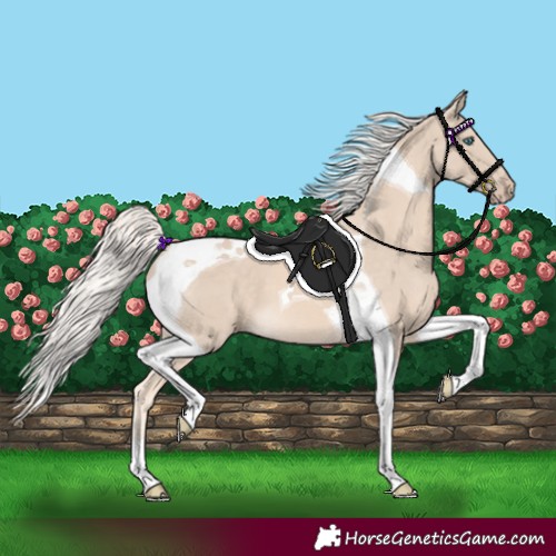 Horse Color:Cremello Tobiano 