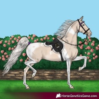 Horse Color:Cremello Tobiano