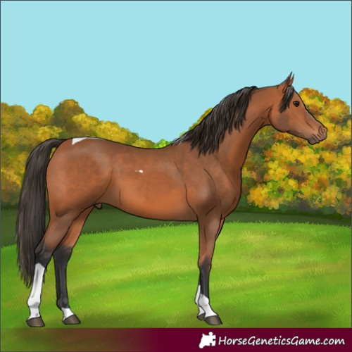 Horse Color:Bay Tobiano 