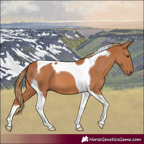 Horse Color:Chestnut Tobiano 
