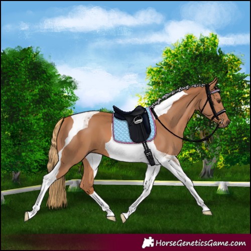 Horse Color:Chestnut Tobiano 