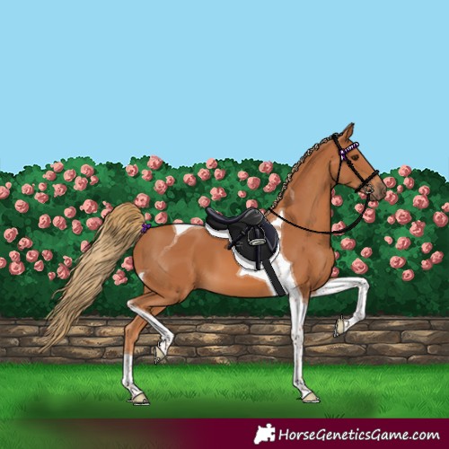 Horse Color:Chestnut Tobiano 