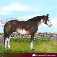 Horse Color:White Spotted Bay 