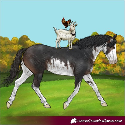 Horse Color:White Spotted Brown 