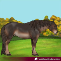 Horse Color:White Spotted Liver Chestnut 