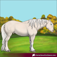 Horse Color:Cremello Tobiano 