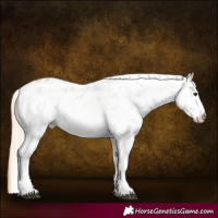 Horse Color:Chestnut Sabino
