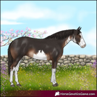 Horse Color:White Spotted Liver Chestnut 