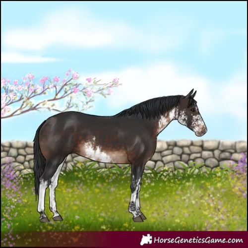 Horse Color:White Spotted Brown 