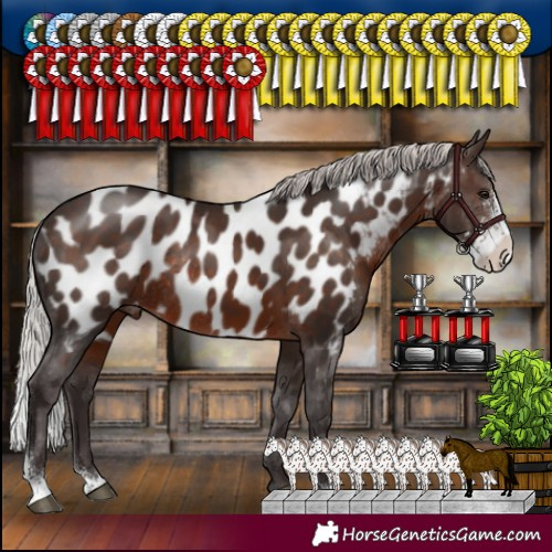Horse Color:Silver Brown Sabino Appaloosa Rabicano