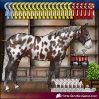 Horse Color:Silver Brown Sabino Appaloosa Rabicano