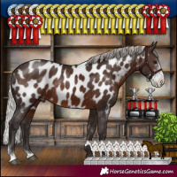 Horse Color:Silver Brown Sabino Appaloosa Rabicano 