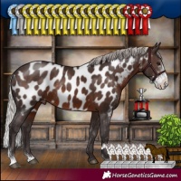 Horse Color:Silver Brown Sabino Appaloosa Rabicano 