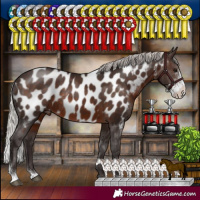 Horse Color:Silver Brown Sabino Appaloosa Rabicano 