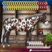 Horse Color:Silver Brown Sabino Appaloosa Rabicano