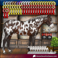 Horse Color:Silver Brown Sabino Near Leopard Rabicano 