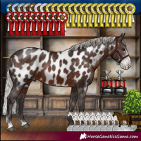 Horse Color:Silver Brown Sabino Appaloosa Rabicano 