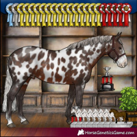 Horse Color:Silver Brown Sabino Appaloosa Rabicano