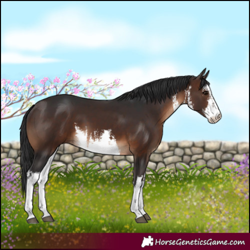 Horse Color:White Spotted Brown 