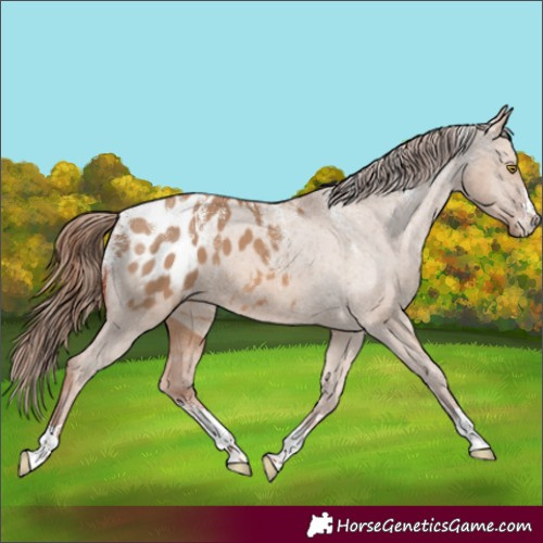 Horse Color:Powder White Red Dun Appaloosa 