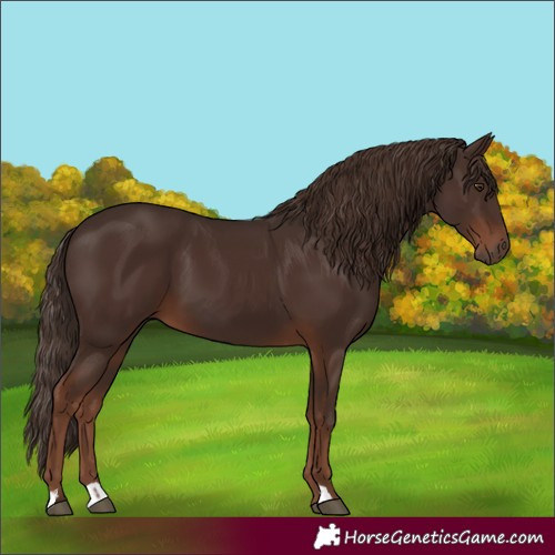 Horse Color:Liver Chestnut 