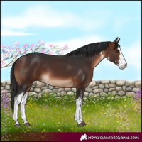 Horse Color:White Spotted Brown 