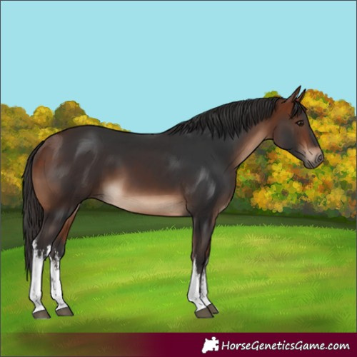 Horse Color:White Spotted Bay 