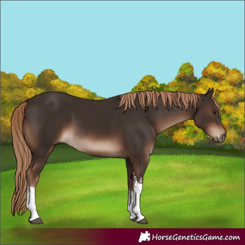 Horse Color:White Spotted Liver Chestnut 