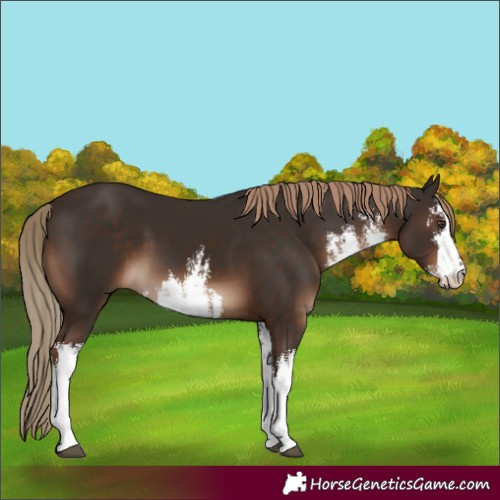 Horse Color:White Spotted Liver Chestnut 