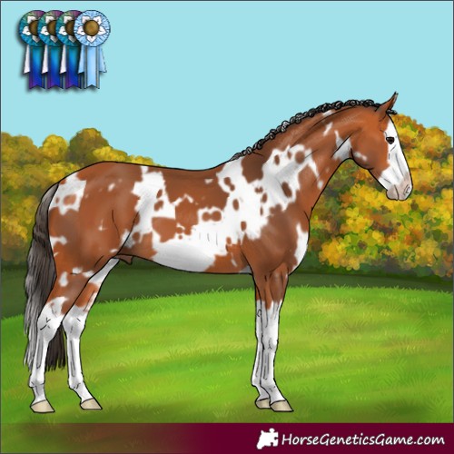 Horse Color:White Spotted Bay Splash Frame 