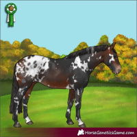 Horse Color:White Spotted Bay Appaloosa