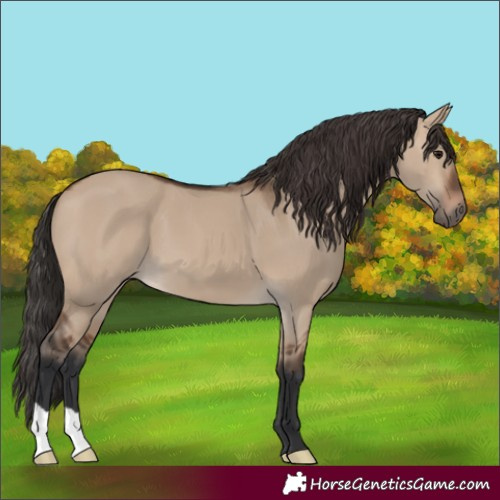 Horse Color:Brown Dun 