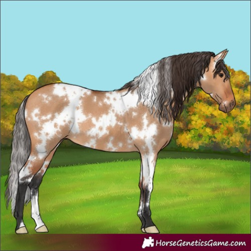 Horse Color:White Spotted Bay Dun 