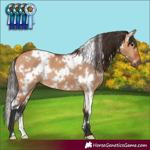 Horse Color:White Spotted Bay Dun 
