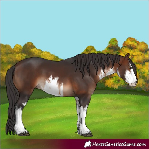 Horse Color:White Spotted Brown