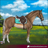Horse Color:White Spotted Chocolate Palomino