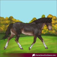 Horse Color:White Spotted Liver Chestnut 