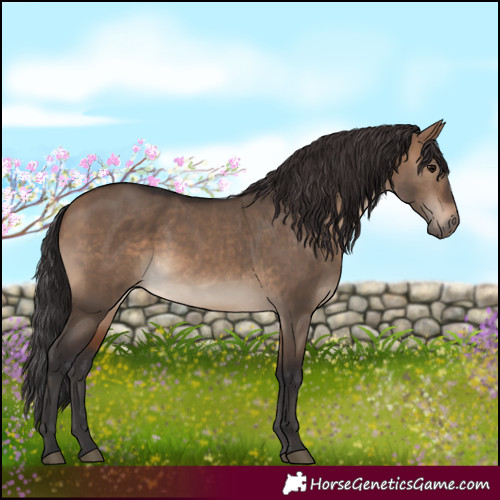 Horse Color:White Spotted Brown Dun