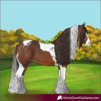 Horse Color:Bay Splash Tobiano Appaloosa