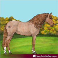 Horse Color:Red Roan Tobiano
